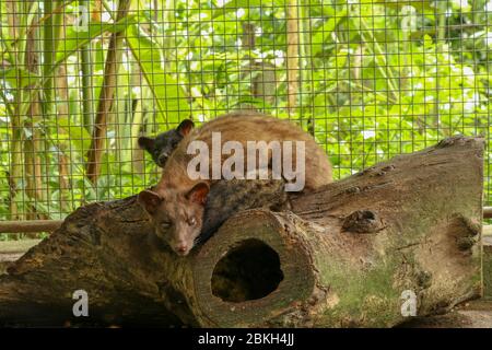 Kopi Luwak.couple asiatique Palm Civet en cage avec boîte en bois de baies colorées, production de café de civette. Deux Paradoxurus hermaphroditus choisit deliciou Banque D'Images