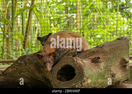 Kopi Luwak.couple asiatique Palm Civet en cage avec boîte en bois de baies colorées, production de café de civette. Deux Paradoxurus hermaphroditus choisit deliciou Banque D'Images