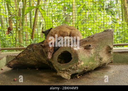 Kopi Luwak.couple asiatique Palm Civet en cage avec boîte en bois de baies colorées, production de café de civette. Deux Paradoxurus hermaphroditus choisit deliciou Banque D'Images