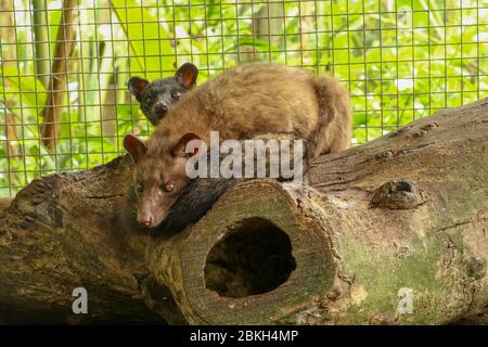 Kopi Luwak.couple asiatique Palm Civet en cage avec boîte en bois de baies colorées, production de café de civette. Deux Paradoxurus hermaphroditus choisit deliciou Banque D'Images