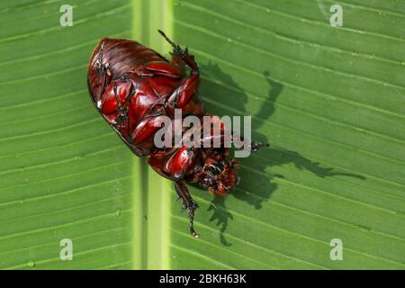 Vue sur l'européen Rhinoceros Beetle. Oryctes Nasicornis sur une feuille et une fleur vertes. Photo macro de beau coléoptère dans la nature. Gros plan de Rhin mâle Banque D'Images