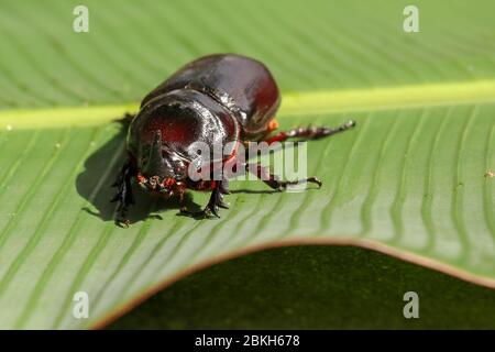 Vue de face de l'européen Rhinoceros Beetle. Oryctes Nasicornis sur une feuille et une fleur vertes. Photo macro de beau coléoptère dans la nature. Gros plan de mal Banque D'Images
