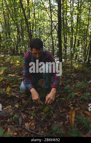 Jeune homme ouvrant un châtaignier avec un couteau dans les bois à l'automne, récolte des châtaignes, collecte des châtaignes à Montseny, Catalogne, Espagne Banque D'Images