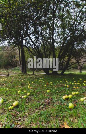 Paysage des pommes tombé sur l'herbe et pommier dans le dos, Montseny, Catalogne, Espagne. Saison d'automne, récolte de pommes Banque D'Images