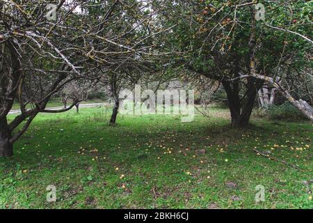 Paysage des pommes tombés sur l'herbe et les pommiers à l'arrière, Montseny, Catalogne, Espagne. Saison d'automne, récolte de pommes Banque D'Images