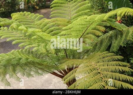 Vue de dessus de youg arbre tropical Cyathea Arborea. Gros plan des branches de la treefern ouest-indienne. Fougère d'arbre, Cyathea arborea, et végétation tropicale dans un Banque D'Images