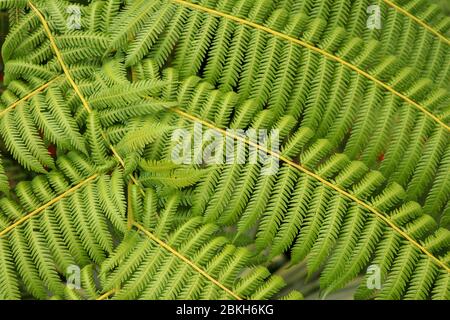 Vue de dessus de youg arbre tropical Cyathea Arborea. Gros plan des branches de la treefern ouest-indienne. Fougère d'arbre, Cyathea arborea, et végétation tropicale dans un Banque D'Images