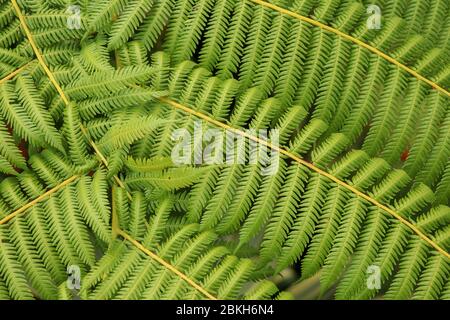 Vue de dessus de youg arbre tropical Cyathea Arborea. Gros plan des branches de la treefern ouest-indienne. Fougère d'arbre, Cyathea arborea, et végétation tropicale dans un Banque D'Images