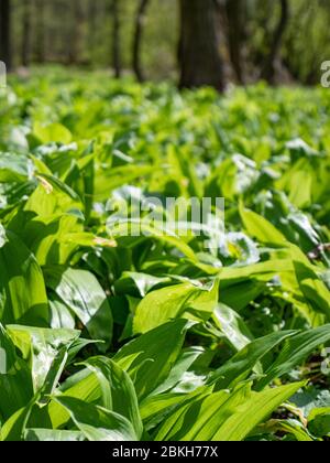 Aromatisants comestibles populaires et sains et herbes de printemps avec odeur d'ail qui pousse au printemps dans les vieilles forêts. Tapis d'ail à fines herbes sauvages large ou de GA feuillue Banque D'Images