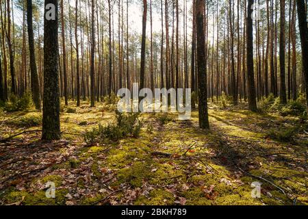 rayons de lumière entre les arbres de la forêt printanière Banque D'Images