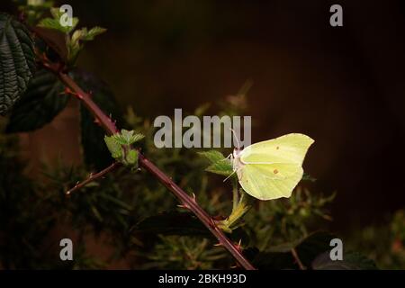 Image étonnante d'un papillon en pierre de brimstone (Gonepteryx rhamni) dans le soleil contre une gorge sombre dell, Royaume-Uni Banque D'Images