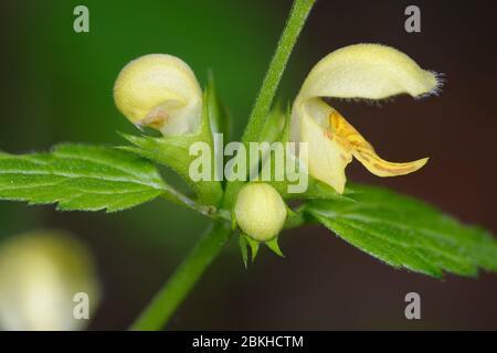 Archange jaune - Lamiastrum galeobdoloon gros plan de fleurs Banque D'Images