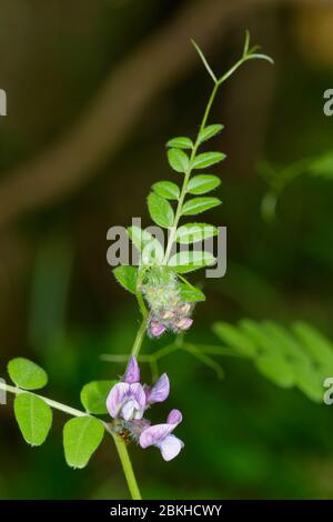 Bush Vetch - Vicia sepium UNE vesce de forêt avec des tendrils ramifiés Banque D'Images