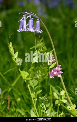 Bluebell - jacinthoides non scriptus et Bush Vetch - Vicia sepium Banque D'Images