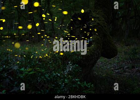 Vol lucicole abstrait et bokeh dans la forêt sauvage. Lucioles Lampyridae volantes dans la forêt la nuit en Bulgarie. Banque D'Images