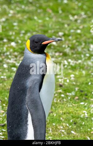 Un grand pingouin roi posant pour la caméra avec la toundra verte et les fleurs blanches en arrière-plan. Cette prise a été effectuée à Volunteer point, dans les îles Falkland. Banque D'Images