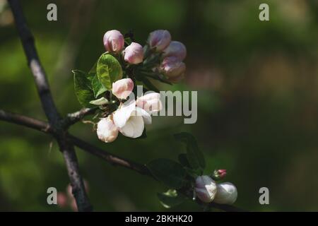 Bourgeons non ouverts sur un arbre fruitier, gros plan, sélectif Banque D'Images