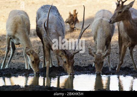 Javan rusa ou Sunda sambar (Rusa timorensis) est une espèce de cerf endémique aux îles de Java, parc national de Baluran, Java est, Indonésie Banque D'Images