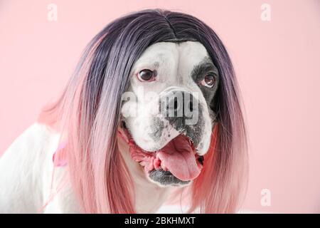 Chien drôle dans la perruque sur fond de couleur Banque D'Images