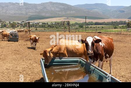 Overberg, Caledon, Western Cape, Afrique du Sud. 2019. Banque D'Images