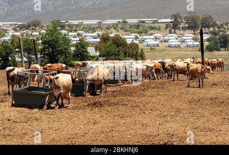 Overberg, Caledon, Western Cape, Afrique du Sud. 2019. Banque D'Images