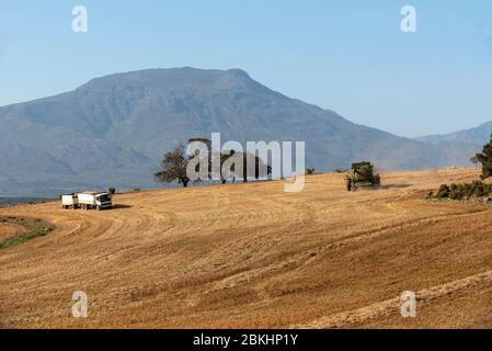 Overberg, Caledon, Western Cape, Afrique du Sud. 2019. Moissonneuse-batteuse et camion à céréales dans la région d'Overberg, près de Caledon, pendant la récolte du blé. Banque D'Images