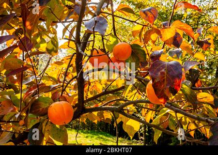 Arbre de pérmmon aux fruits mûrs illuminés par la lumière du soleil d'automne. Prune Kaki. Banque D'Images