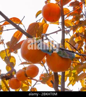 Arbre de pérmmon aux fruits mûrs illuminés par la lumière du soleil d'automne. Prune Kaki. Banque D'Images