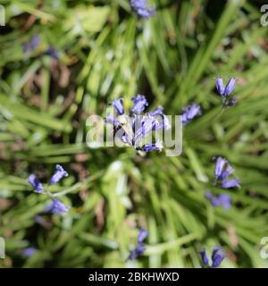 Un détail rapproché des cloches de bluebell plante d'en haut en regardant vers le bas avec la sensation de forme en spirale Banque D'Images