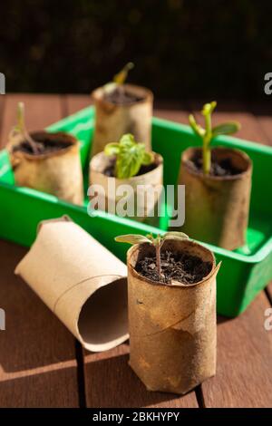 Les plantes poussent dans les rouleaux de papier toilette Banque D'Images