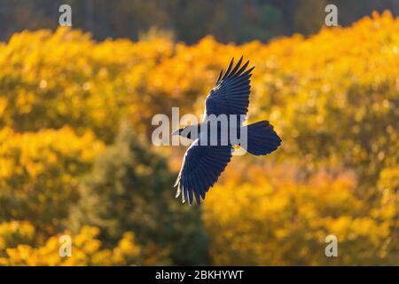 USA, Virginie, Shenandoah National Park à l'automne, corax commun (Corvus) Banque D'Images