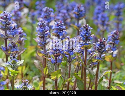 Günsel, Ajuga reptans, sur la prairie Banque D'Images