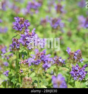 Günsel, Ajuga reptans, sur la prairie Banque D'Images