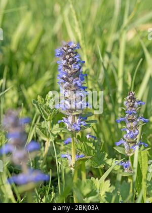 Günsel, Ajuga reptans, sur la prairie Banque D'Images