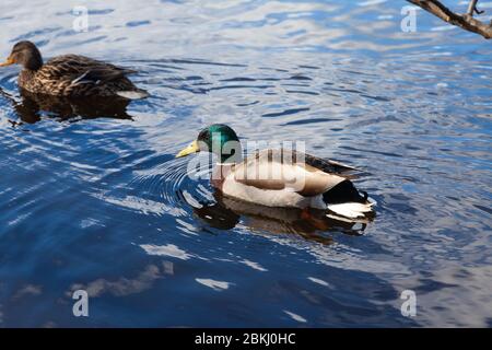 Un canard colvert mâle et femelle nageant sur l'eau. Banque D'Images
