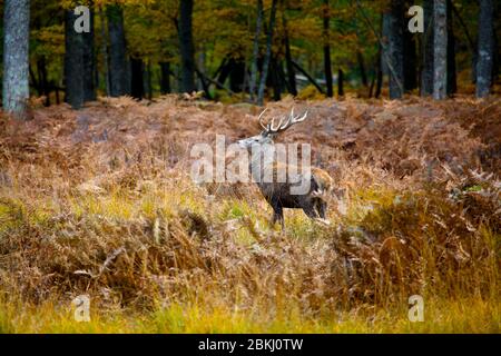 France, Sologne, un cerf dans la forêt Banque D'Images