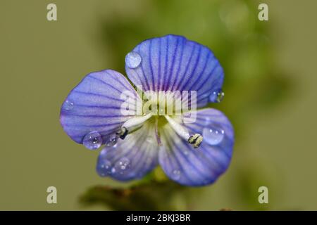 France, territoire de Belfort, Belfort, jardin potager, sur le terrain en mars, Veronica persica, fleur Banque D'Images