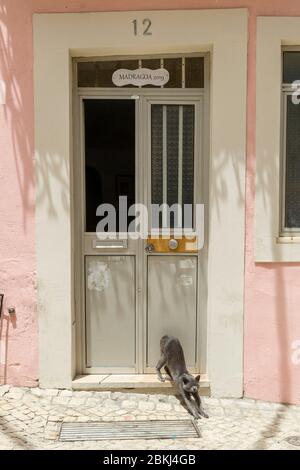 Portugal, Lisbonne, Madragoa, chat devant la porte Banque D'Images