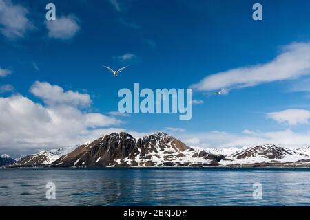 Kittiwakes à pattes noires (Rissa tridactyla), Burgerbukta, Spitsbergen, îles Svalbard, Norvège Banque D'Images