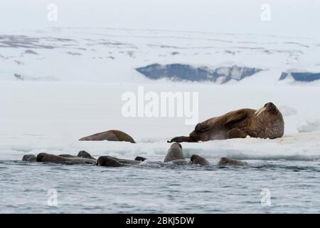 Morses de l'Atlantique (Odobenus rosmarus), Vibebukta, Austfonna, Nordaustlandet, Svalbard, Norvège Banque D'Images