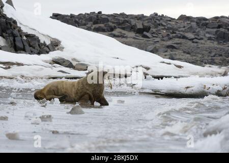 Morse de l'Atlantique (Odobenus rosmarus), île d'Edgeoya, îles Svalbard, Norvège Banque D'Images