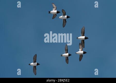 Little auk (Alle alle), baie de Hornsund, Spitsbergen, Iles Svalbard, Norvège, Banque D'Images