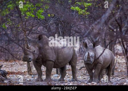 Namibie, région de Kunene, Tsumeb, Parc National d'Etosha, rhinocéros blancs, Ceratotherium simum, mère et fils Banque D'Images