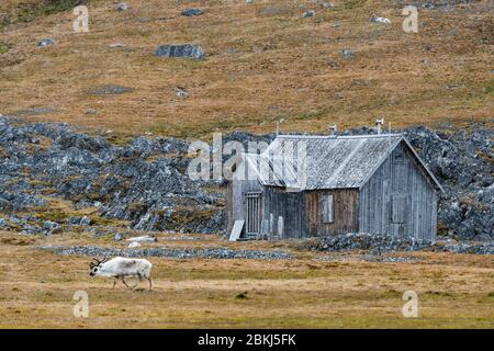 Un renne svalbard, Rangifer tarandus, marchant à côté d'une ancienne cabine abandonnée, Varsolbukta, baie de Bellsund, Van Mijenfjorden, Spitsbergen, îles Svalbard, Norvège Banque D'Images