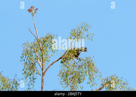 Perroquet à tête scalaire (Pionus maximiliani), Pantanal, Mato Grosso, Brésil Banque D'Images