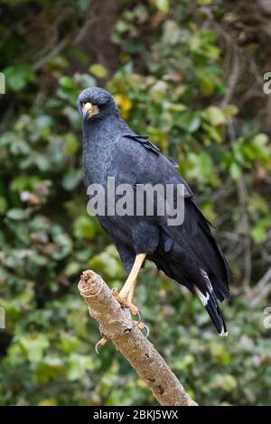 Grand faucon noir (Buteogallus urubitinga), Pantanal, Mato Grosso, Brésil Banque D'Images