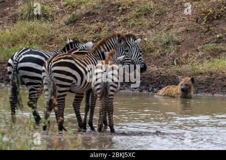 Une hyène à pois (Crocuta crocuta) dans une piscine d'eau qui regarde des zébrures de plaines, Equus quagga, Seronera, Parc national Serengeti Banque D'Images