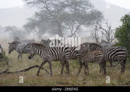 Les zèbres des plaines (Equus quagga) sous la pluie, Seronera, Parc National de Serengeti, Tanzanie Banque D'Images