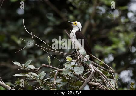 Pic blanc (Melanerpes candidus), Pantanal, Mato Grosso, Brésil Banque D'Images