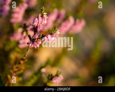 Gros plan de la belle fleur de bruyère pourpre en fleurs. Mise au point sélective. Banque D'Images